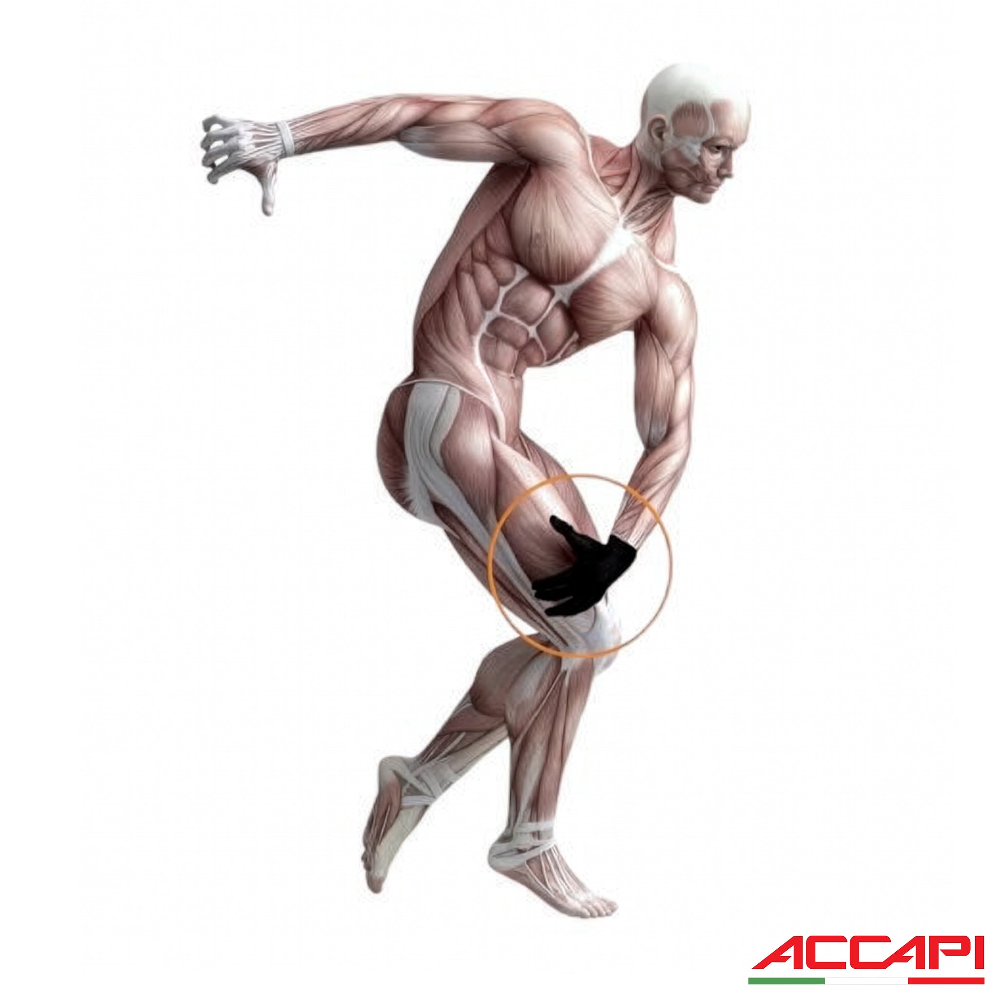 ACCAPI BODYGUARD 內層手套 (NN335)